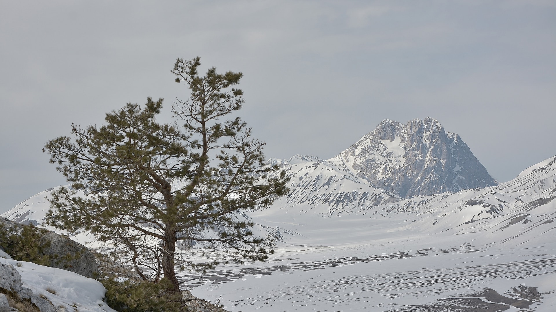 Un panorama invernale, una montagna innevata all'orizzonte e un albero in primo piano